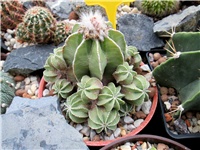 d33517e4-aztekium hintonii.JPG